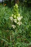 Pedicularis sibirica