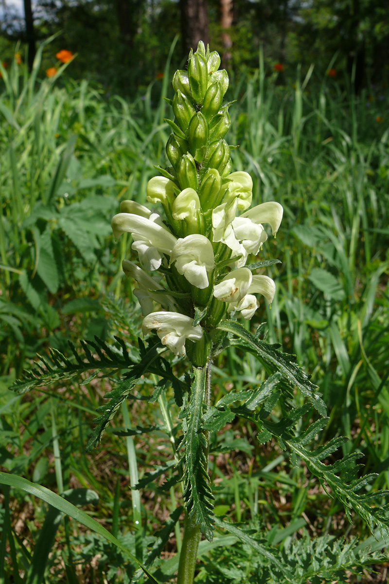 Image of Pedicularis sibirica specimen.