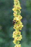 Verbascum nigrum