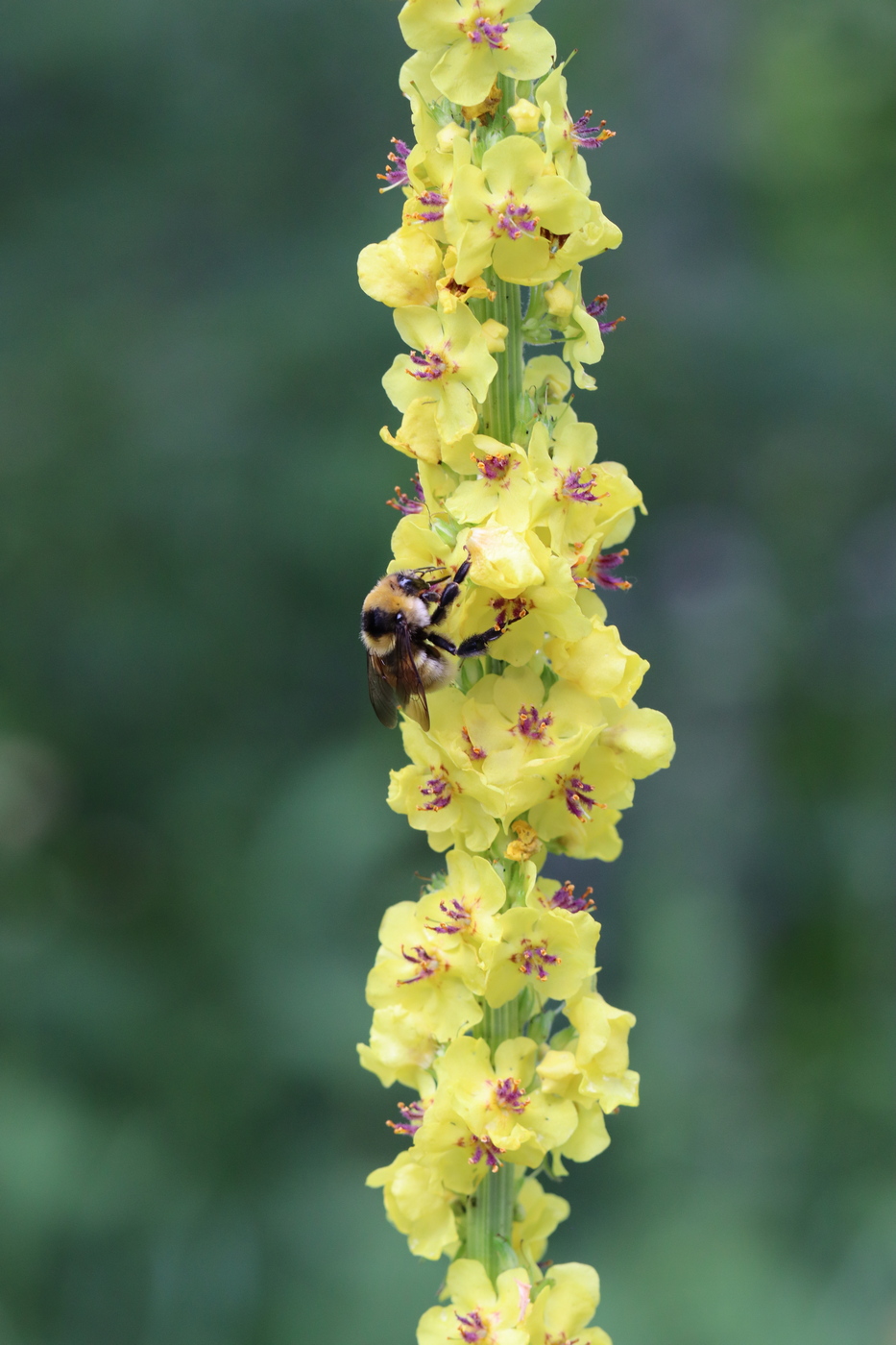 Изображение особи Verbascum nigrum.