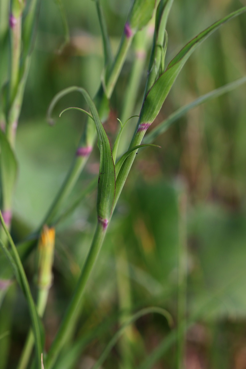 Изображение особи Tragopogon orientalis.