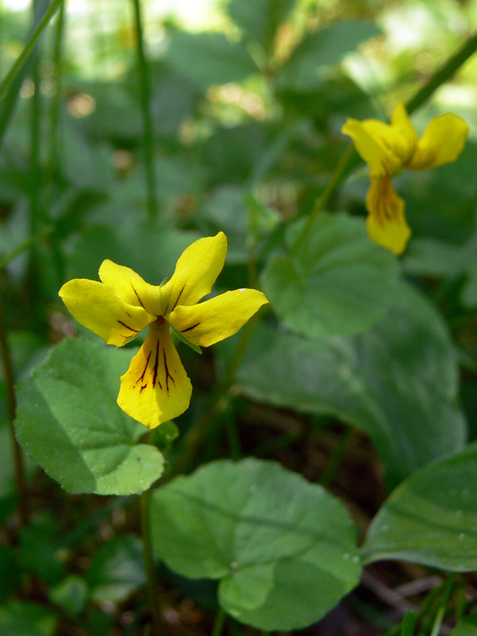 Image of Viola biflora specimen.