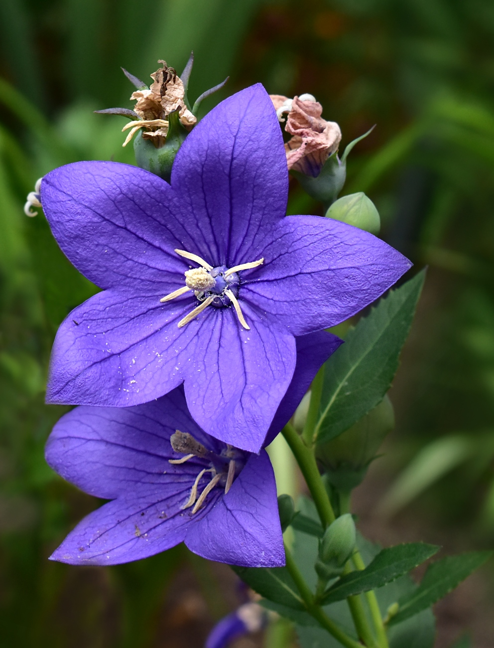 Image of Platycodon grandiflorus specimen.