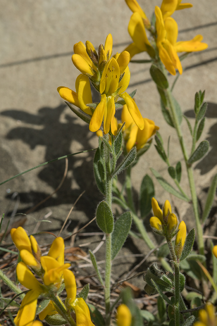 Image of Genista humifusa specimen.