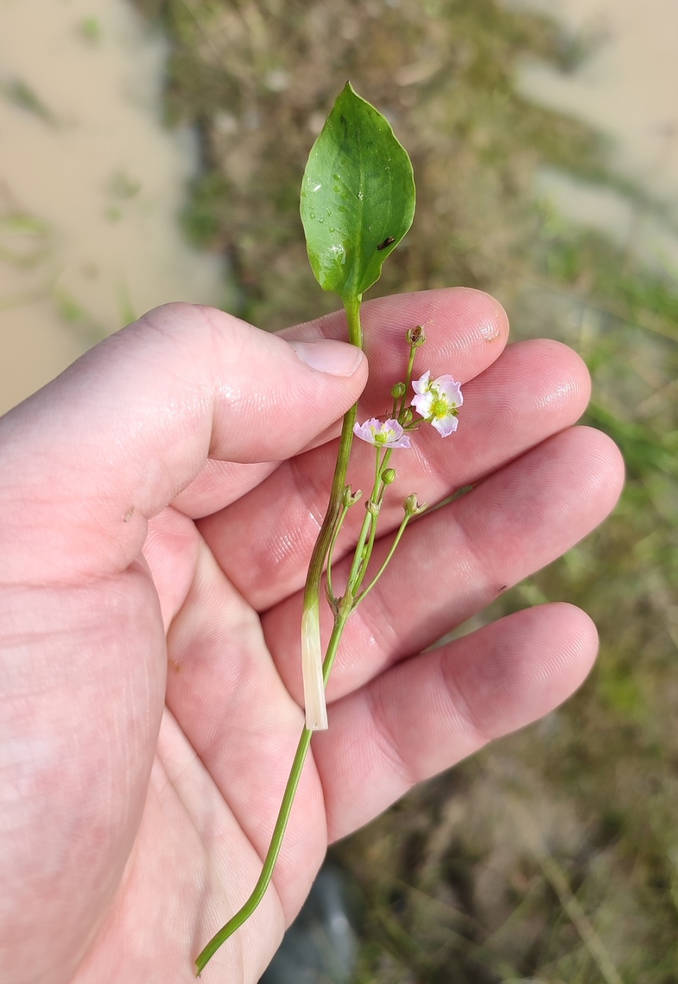 Image of genus Alisma specimen.