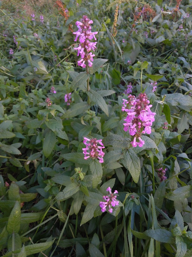 Изображение особи Stachys palustris.