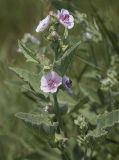 Althaea officinalis