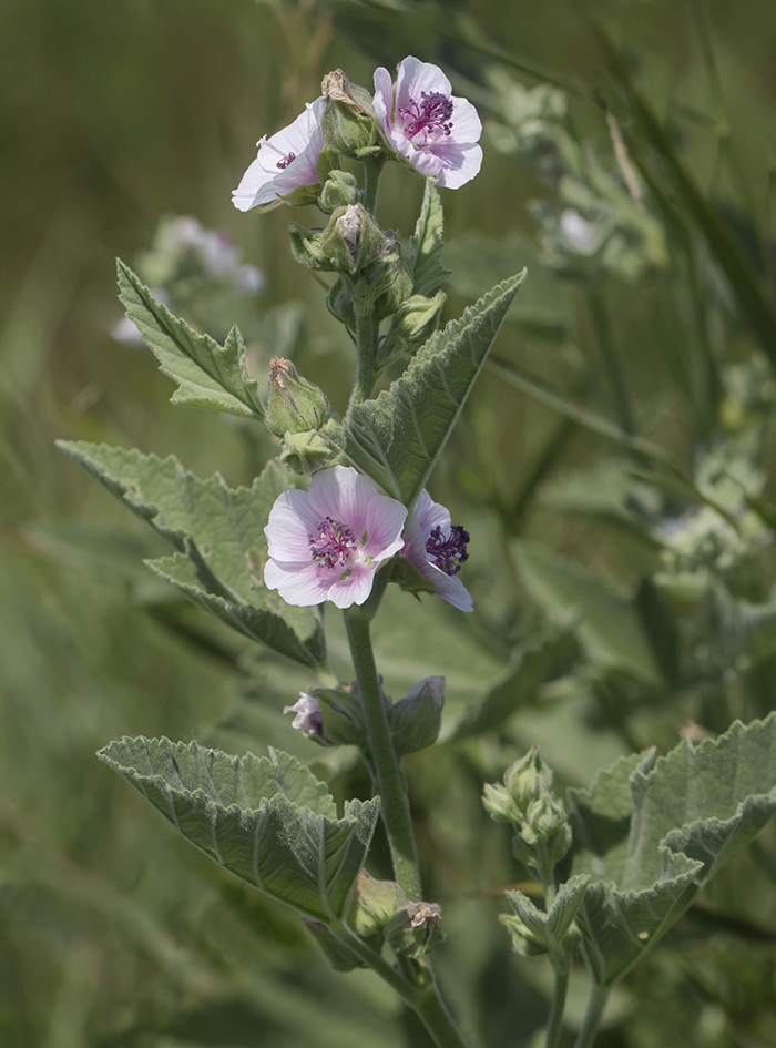 Изображение особи Althaea officinalis.