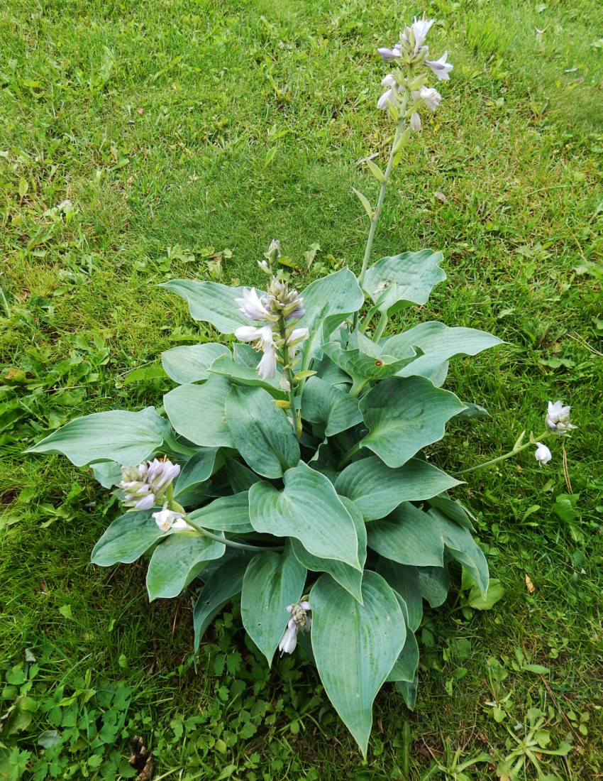 Изображение особи род Hosta.