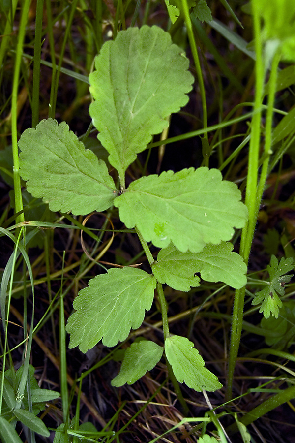 Image of Cardamine macrophylla specimen.
