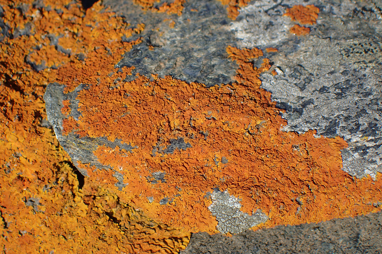 Image of genus Xanthoria specimen.