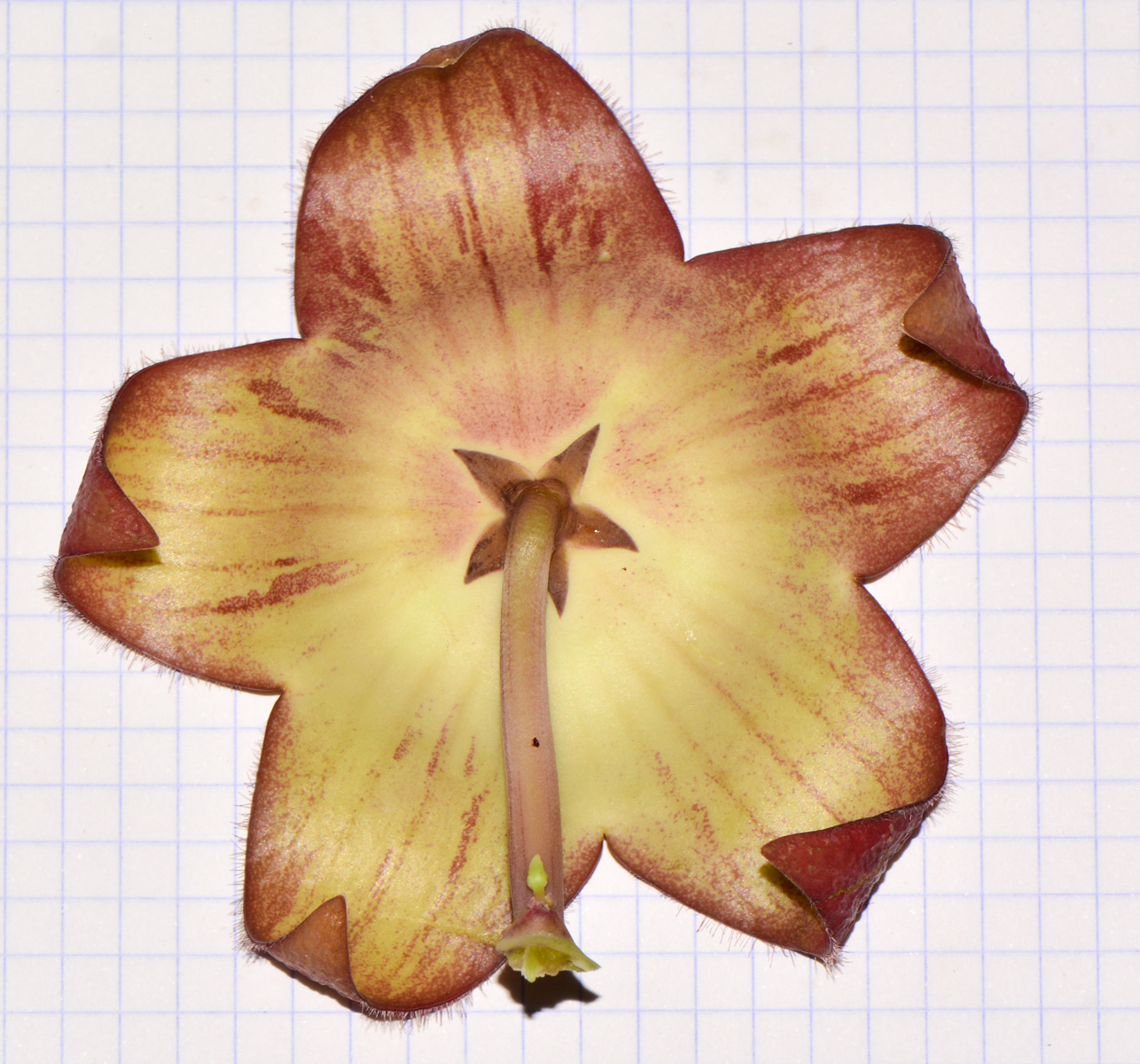 Image of genus &times; Orbelia specimen.