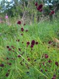 Sanguisorba officinalis. Верхушки побегов с соцветиями. Магаданская обл., окр. г. Магадан, разнотравная поляна у дороги. 04.08.2020.