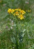 Senecio buschianus. Верхушка цветущего растения. Республика Северная Осетия-Алания, Ирафский р-н, Большой Кавказ, восточный склон хр. Стурфарс, у тропы подъёма на пер. Дунта, ≈ 2290 м н.у.м., субальпийский луг. 06.07.2021.