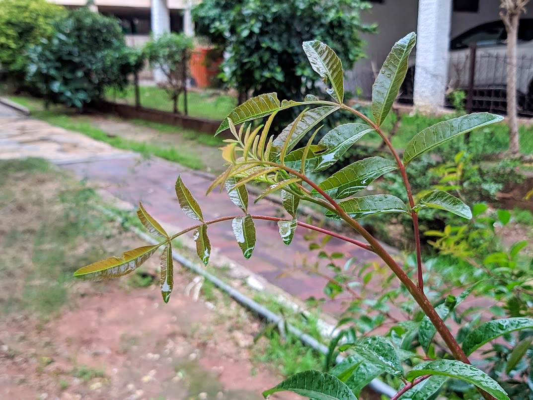 Изображение особи Schinus terebinthifolia.