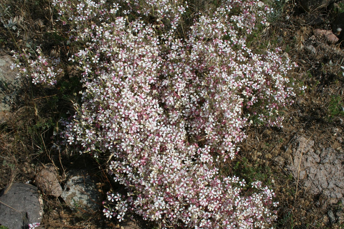 Изображение особи Acanthophyllum versicolor.