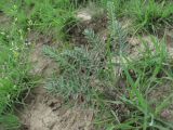 Astragalus dolichophyllus