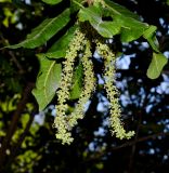 Pappea capensis