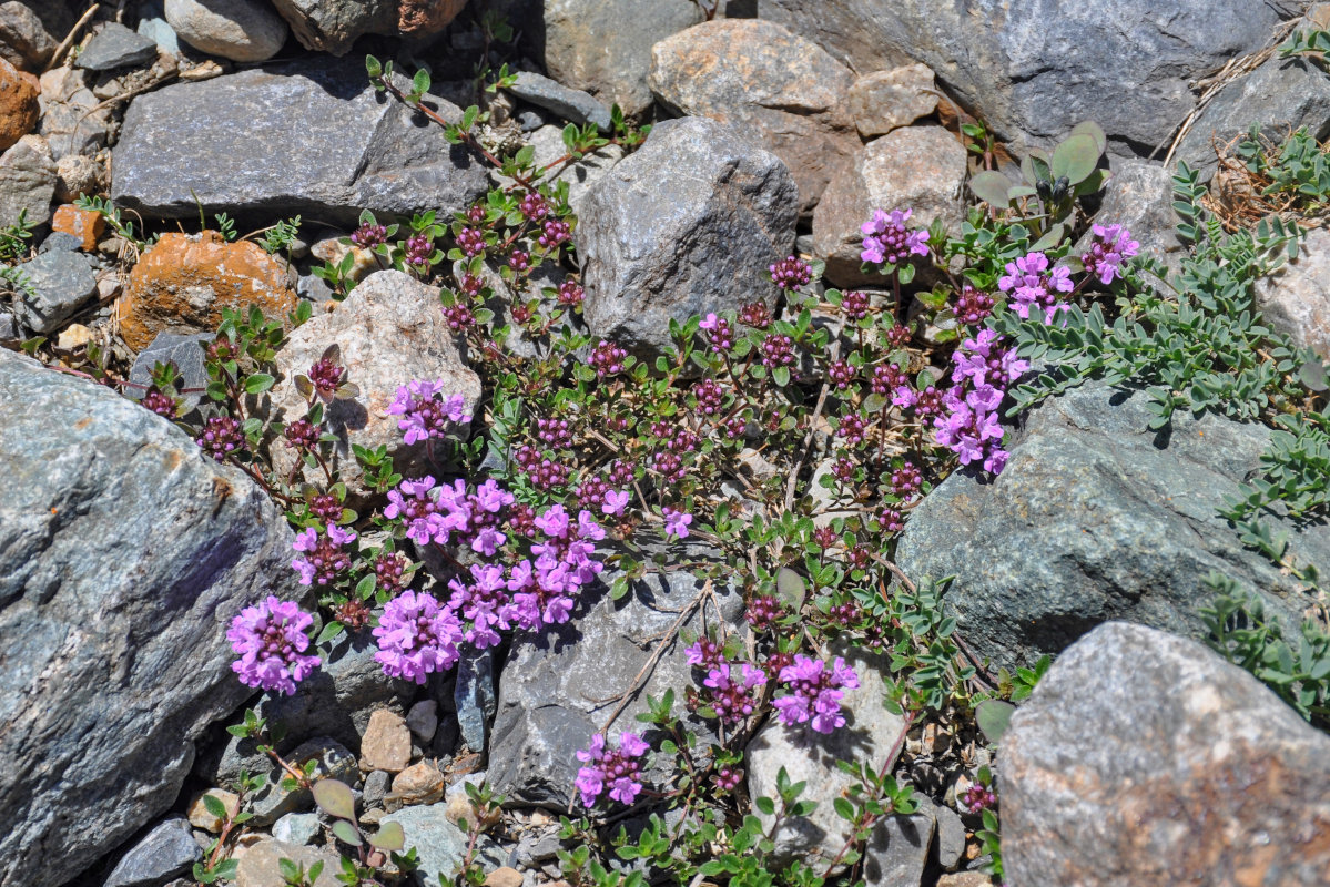 Изображение особи род Thymus.