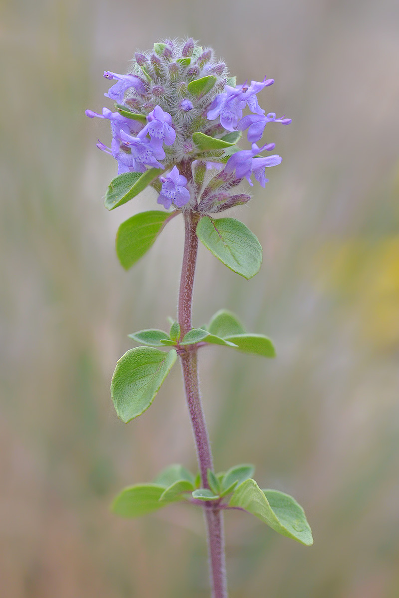 Изображение особи Ziziphora puschkinii.