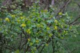 Ribes aureum