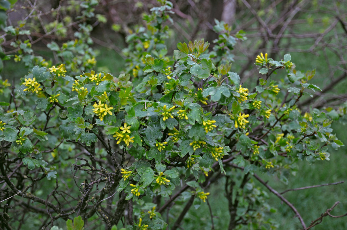 Изображение особи Ribes aureum.