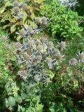 Eryngium planum. Цветущее растение. Хабаровск, приусадебный участок. 03.08.2016.