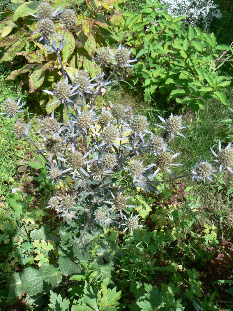 Изображение особи Eryngium planum.