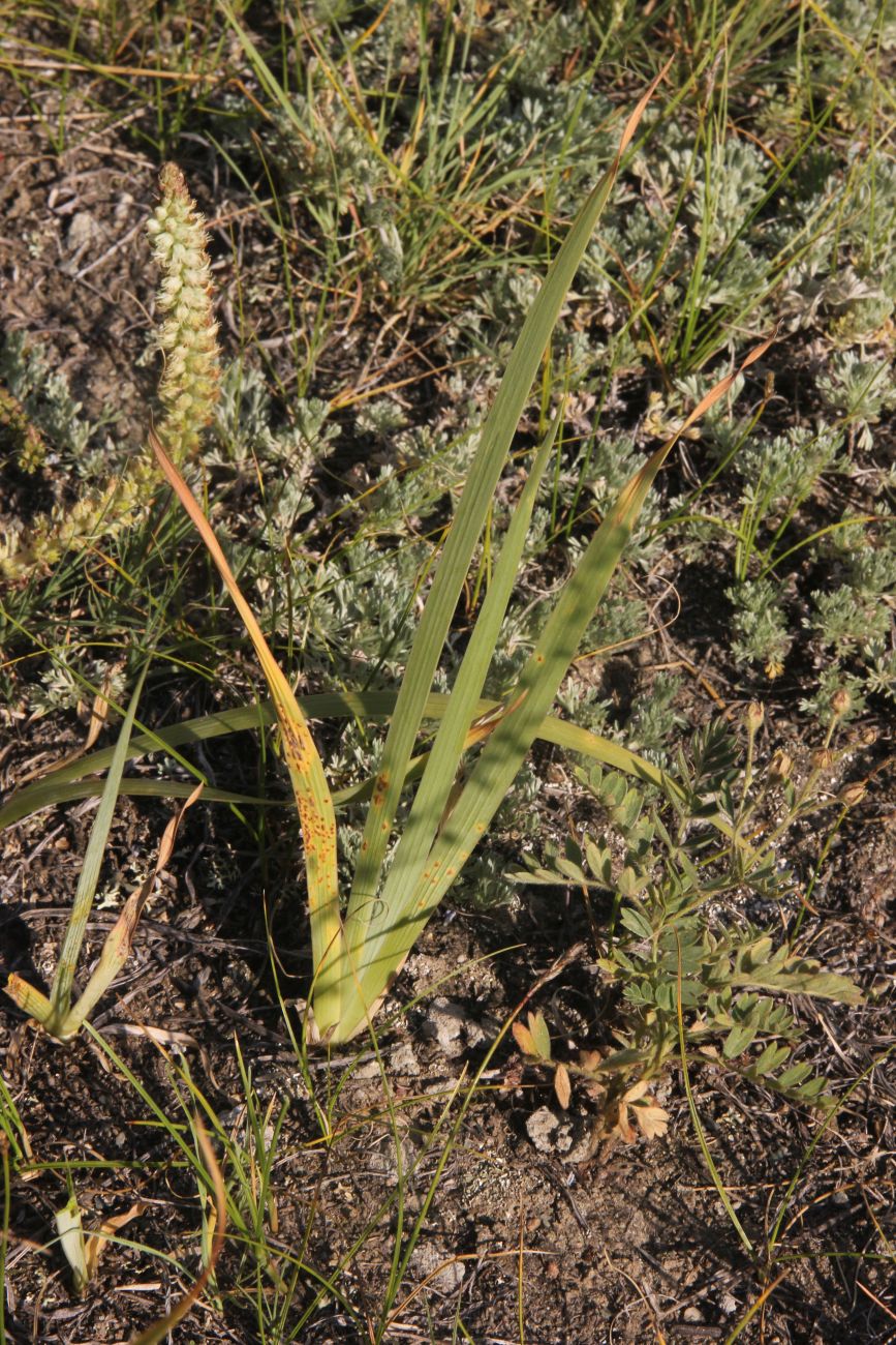 Image of genus Iris specimen.