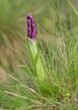 Anacamptis morio подвид caucasica. Зацветающее растение. Краснодарский край, Крымский р-н, окр. станицы Неберджаевская, ур. Темрючки, каменистая поляна в грабово-дубовом лесу. 23.04.2022.