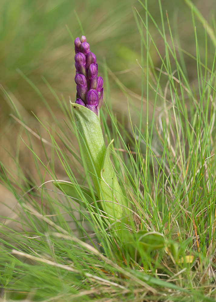 Image of Anacamptis morio ssp. caucasica specimen.