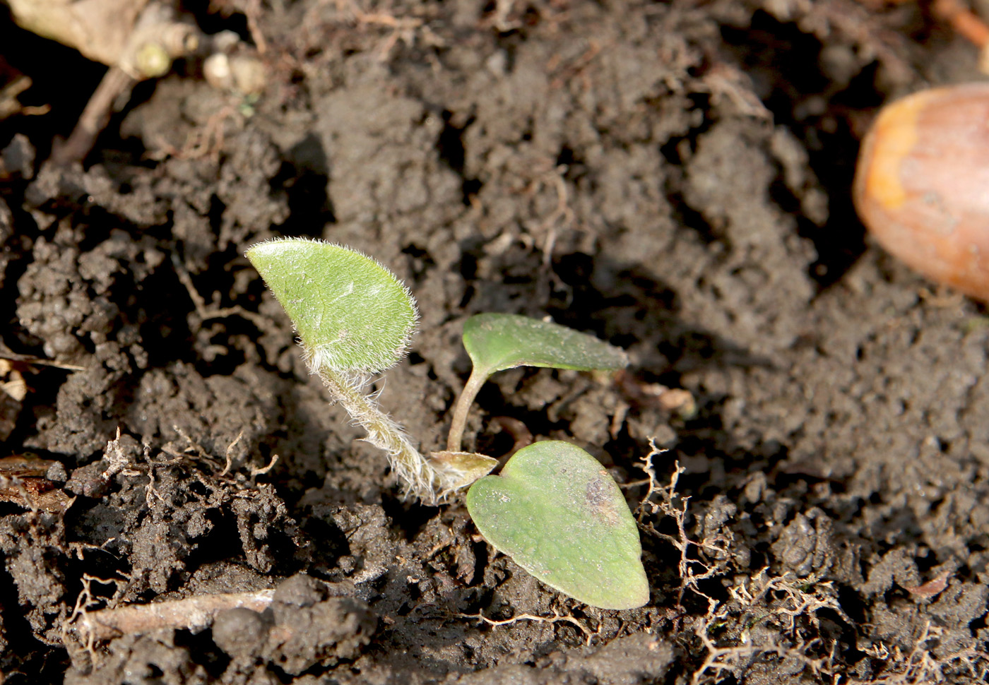 Image of Asarum europaeum specimen.