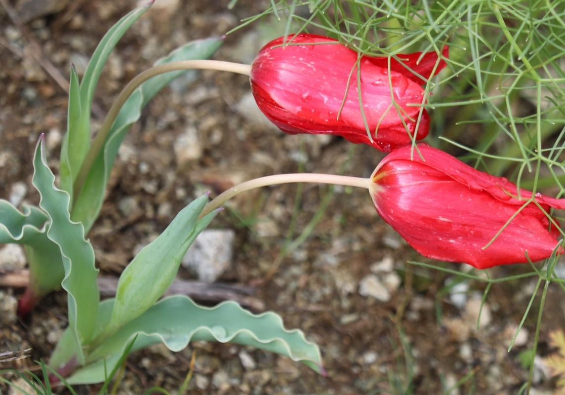 Изображение особи Tulipa julia.