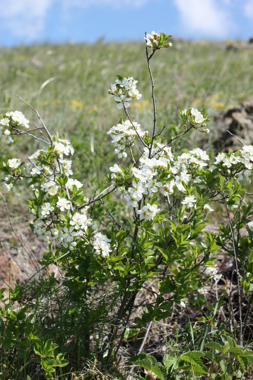 Image of Cerasus fruticosa specimen.