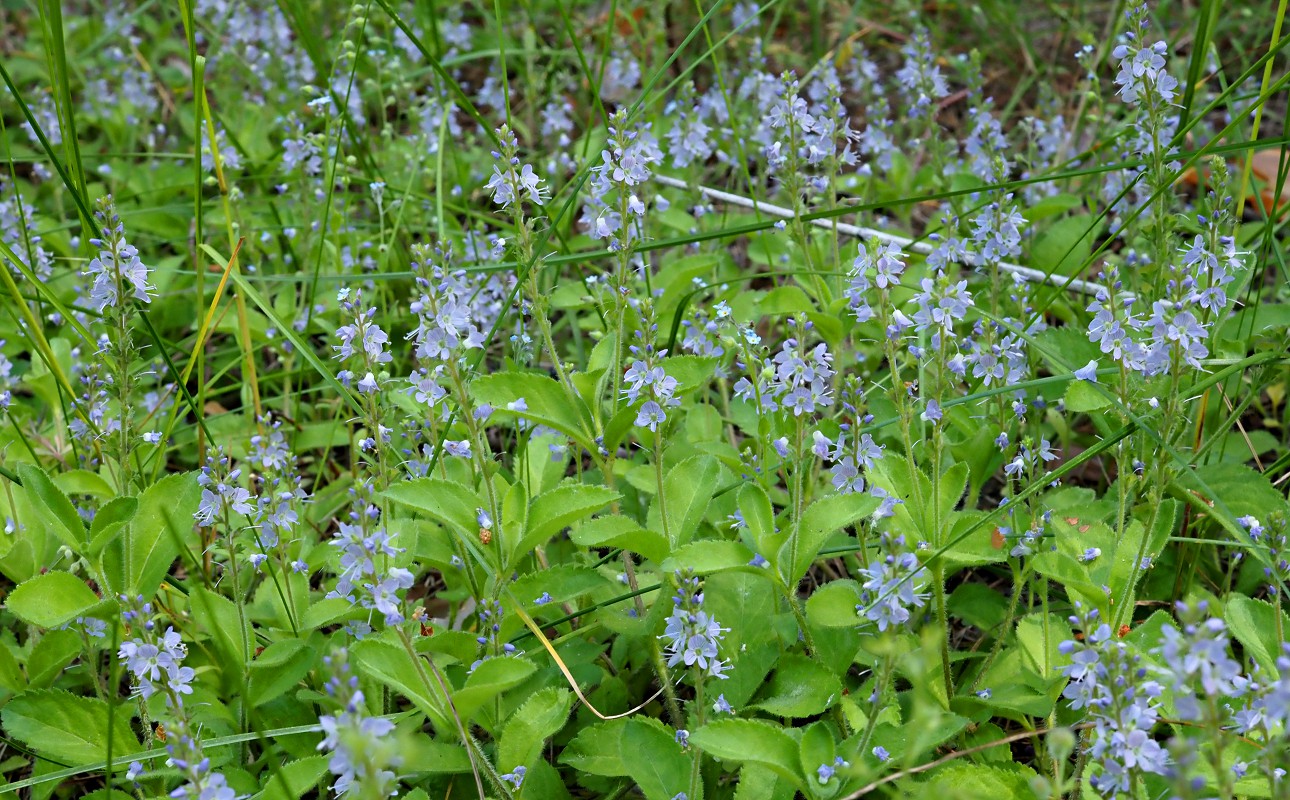 Изображение особи Veronica officinalis.