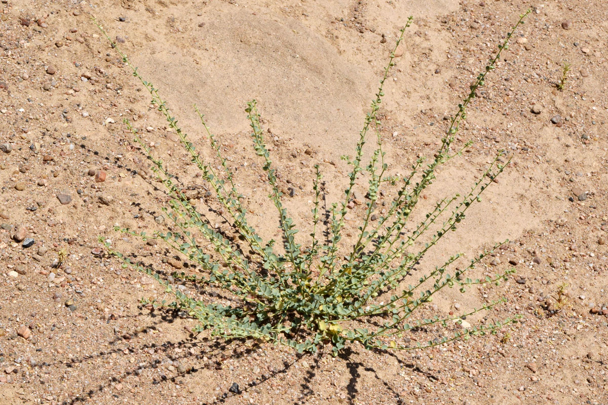 Image of Andrachne rotundifolia specimen.