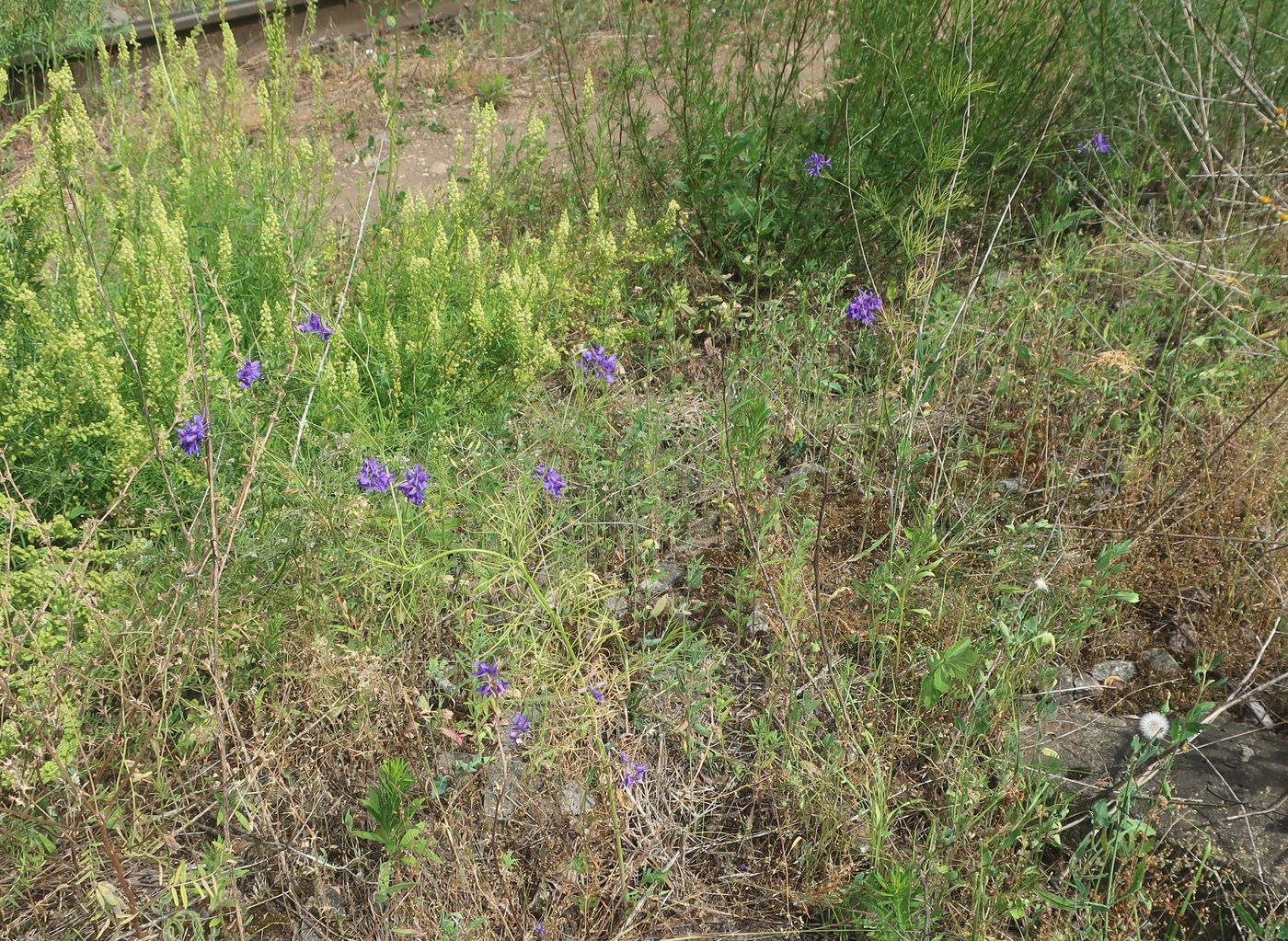 Image of Delphinium consolida specimen.