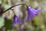 Soldanella alpina. Верхушка соцветия. Испания, автономное сообщество Каталония, провинция Жирона, комарка Рипольес, муниципалитет Сеткасес, окр. курорта \"Вальтер 2000\", ≈1950 м н.у.м., берег горного ручья. 15.05.2022.