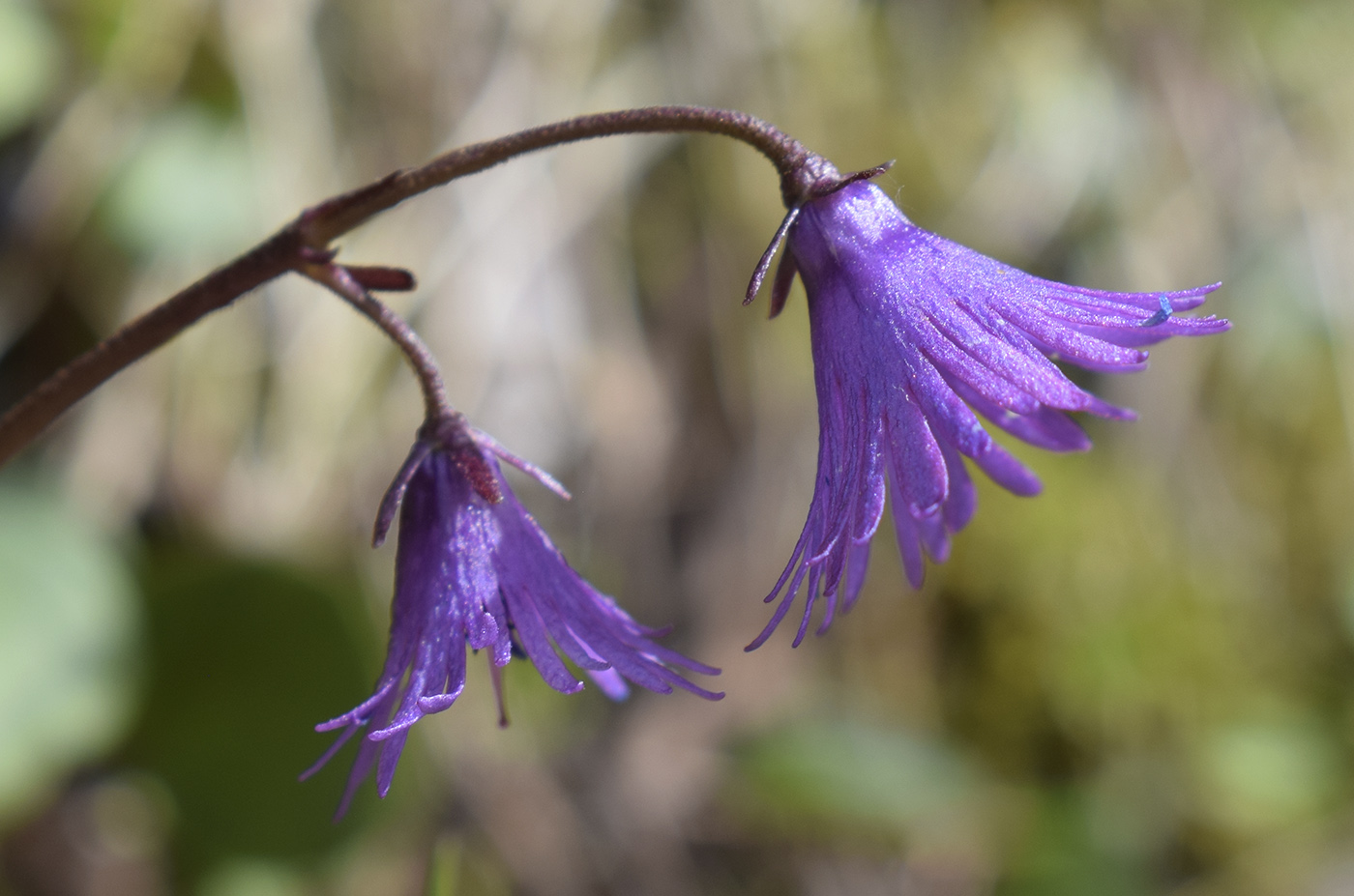 Image of Soldanella alpina specimen.