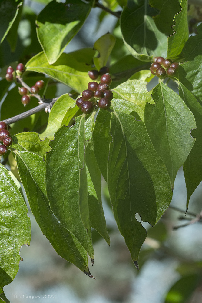 Image of genus Lonicera specimen.