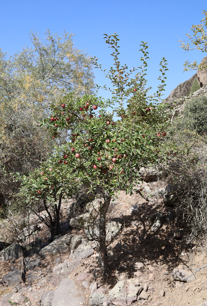 Изображение особи Malus domestica.