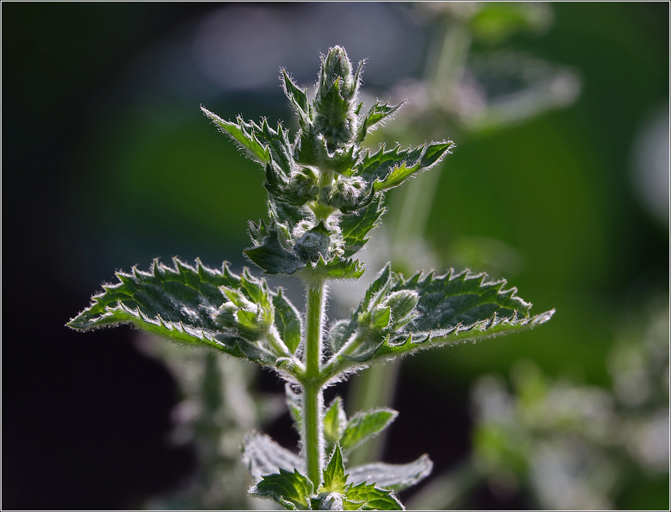 Image of genus Mentha specimen.