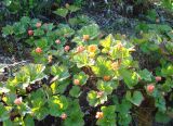 Rubus chamaemorus. Плодоносящее растение. Якутия, Мирнинский р-н, окр. пос. Светлый. 13.07.2009.