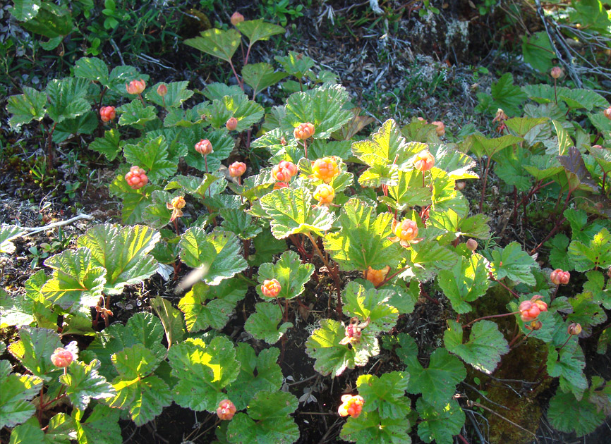 Изображение особи Rubus chamaemorus.