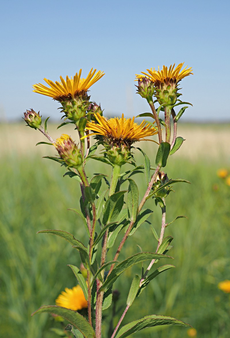 Image of Inula salicina specimen.
