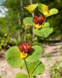 Euphorbia squamosa. Соцветие. Краснодарский край, Абинский р-н, окр. станицы Шапсугская, опушка дубово-грабового леса. 30.04.2016.