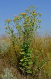 Hieracium robustum