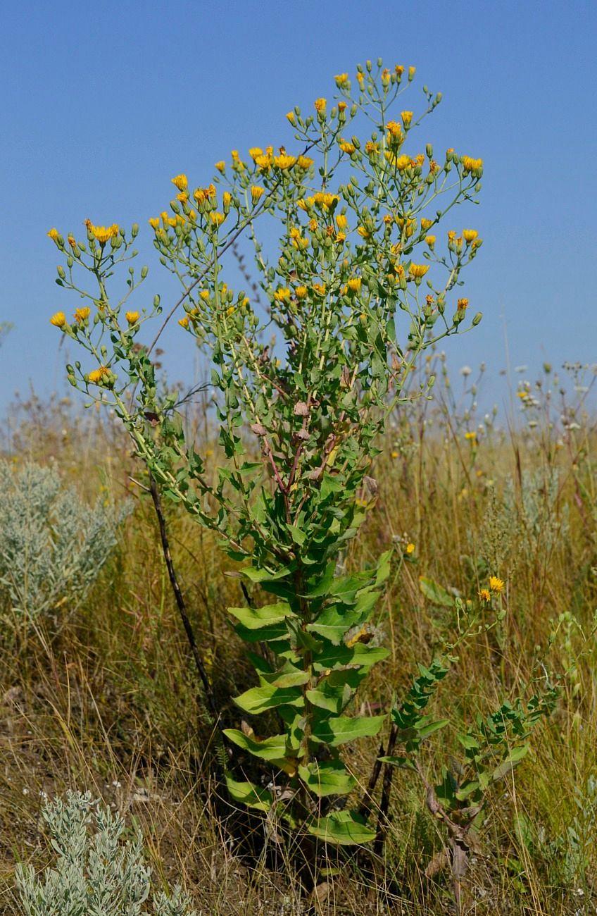 Изображение особи Hieracium robustum.