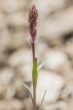 Polygala cretacea. Верхушка побега с формирующимся соцветием. Воронежская обл., Лискинский р-н, окр. с. Дивногорье, меловой склон. 29.04.2015.