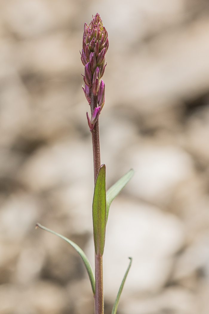 Изображение особи Polygala cretacea.